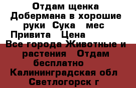 Отдам щенка Добермана в хорошие руки. Сука 5 мес. Привита › Цена ­ 5 000 - Все города Животные и растения » Отдам бесплатно   . Калининградская обл.,Светлогорск г.